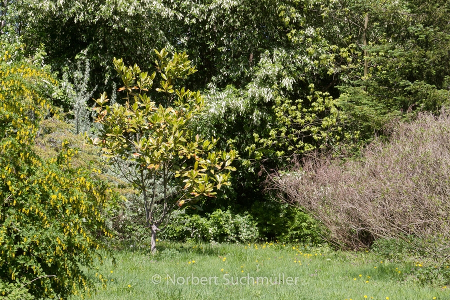 Botanischer Volkspark
Keywords: Botanischer Volkspark