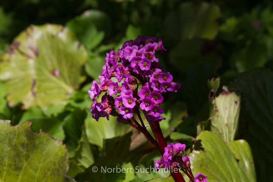 Botanischer Volkspark
Keywords: Botanischer Volkspark