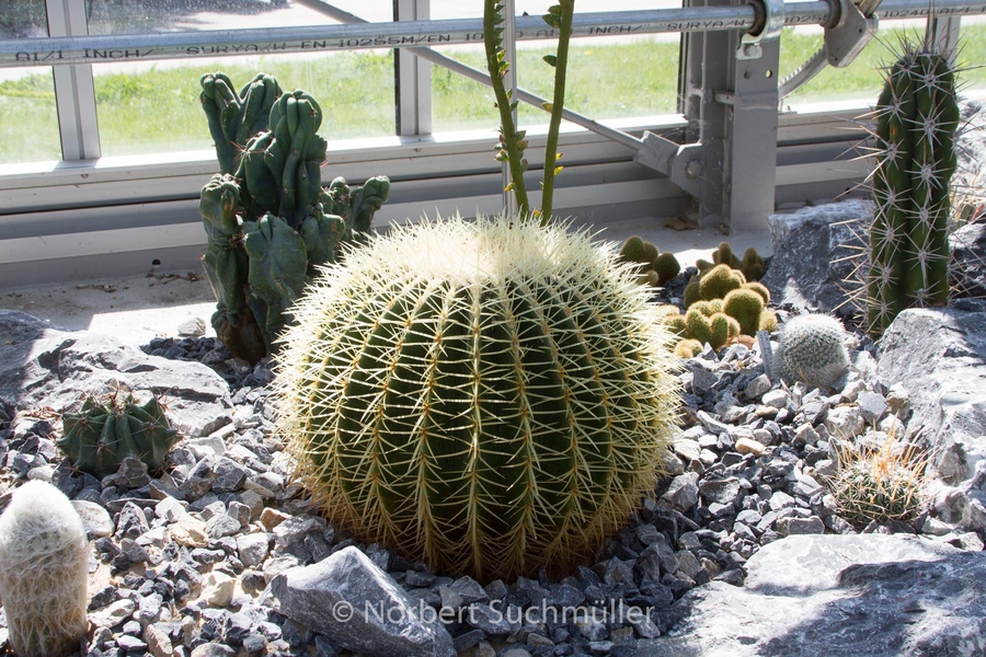 Botanischer Volkspark
Kakteen im Gewächshaus vermutlich Ferocactus histrix
Keywords: Botanischer Volkspark