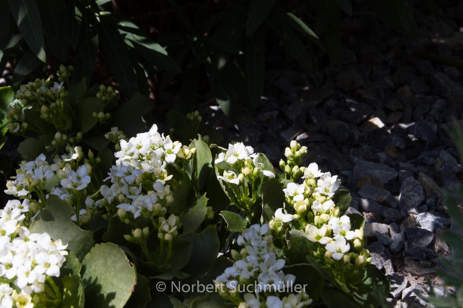 Botanischer Volkspark
Keywords: Botanischer Volkspark