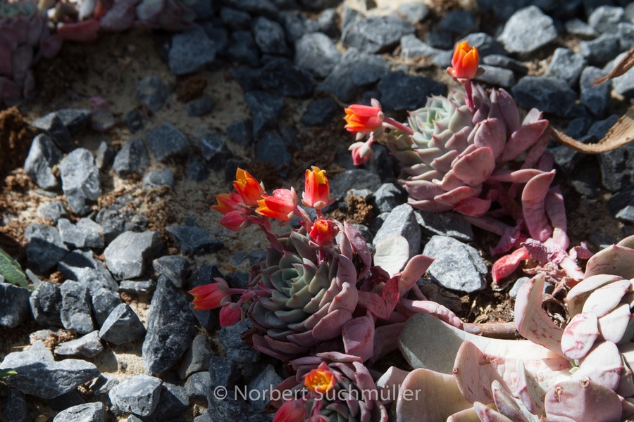 Botanischer Volkspark
Gattung Echeveria
Keywords: Botanischer Volkspark