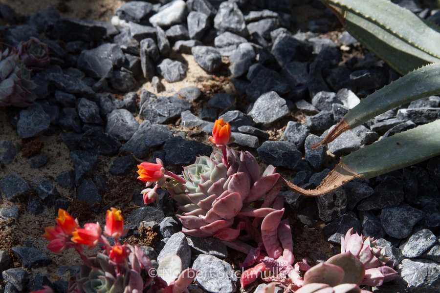 Botanischer Volkspark
Gattung Echeveria
Keywords: Botanischer Volkspark