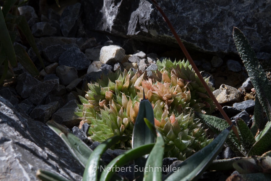 Botanischer Volkspark
Keywords: Botanischer Volkspark