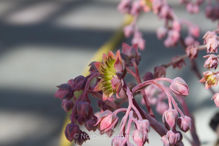 Botanischer Volkspark
Gattung Echeveria
Keywords: Botanischer Volkspark