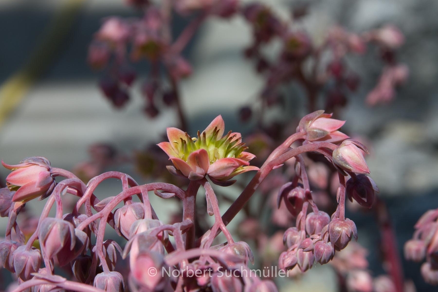 Botanischer Volkspark
Gattung Echeveria
Keywords: Botanischer Volkspark