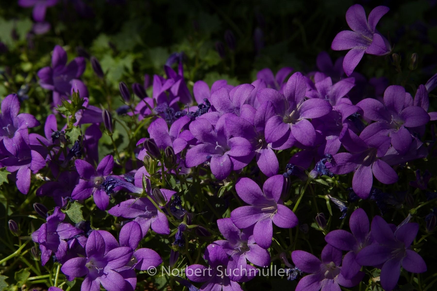 Botanischer Volkspark
Keywords: Botanischer Volkspark