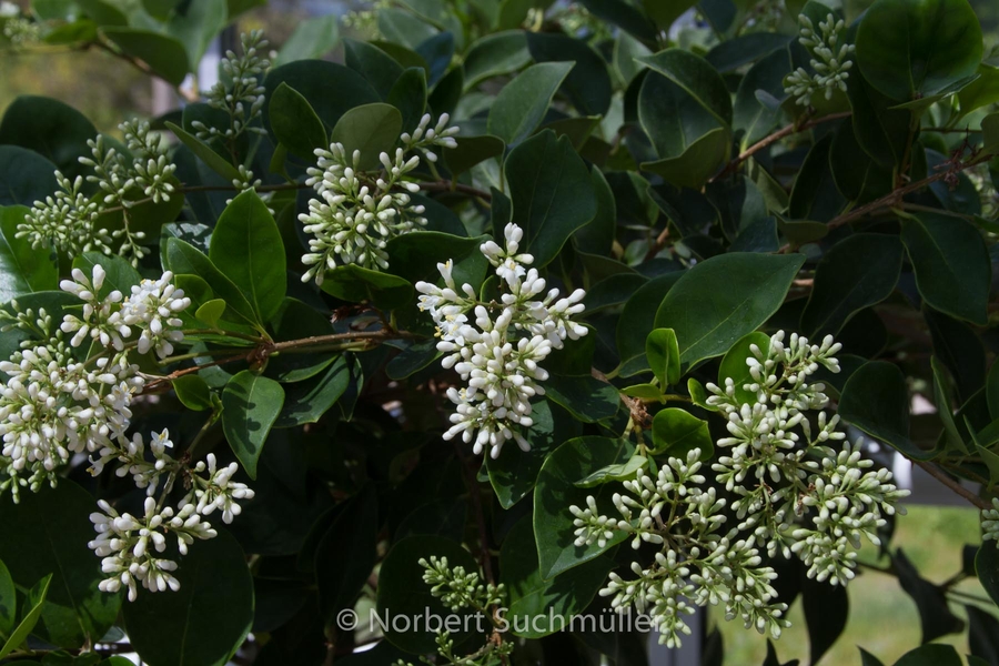 Botanischer Volkspark
Keywords: Botanischer Volkspark