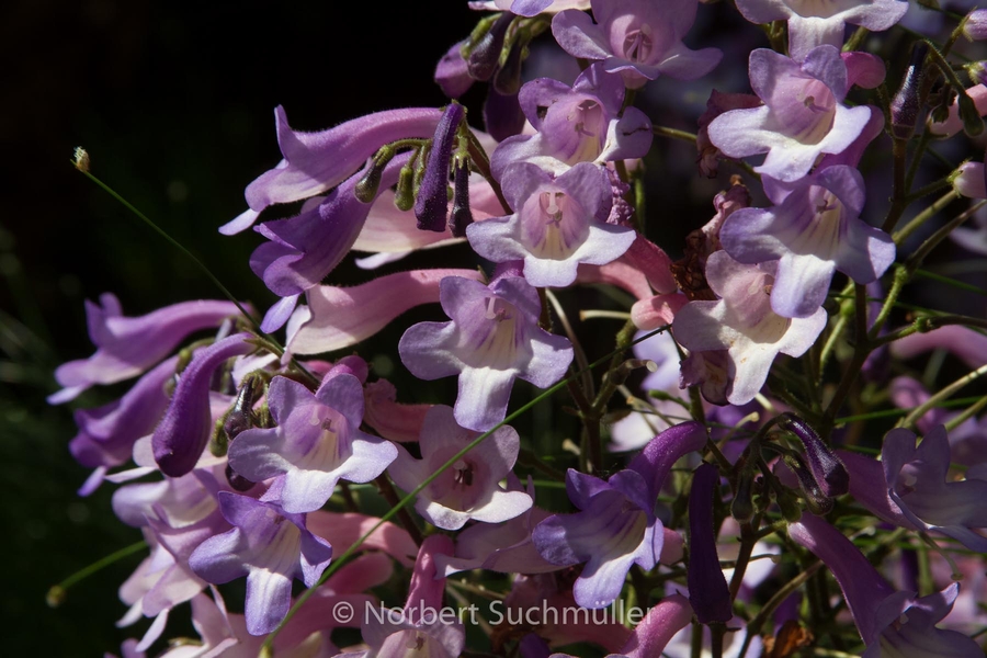 Botanischer Volkspark
Keywords: Botanischer Volkspark