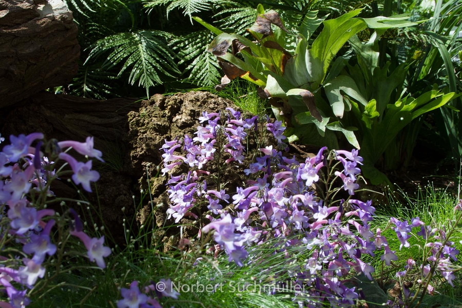 Botanischer Volkspark
Keywords: Botanischer Volkspark