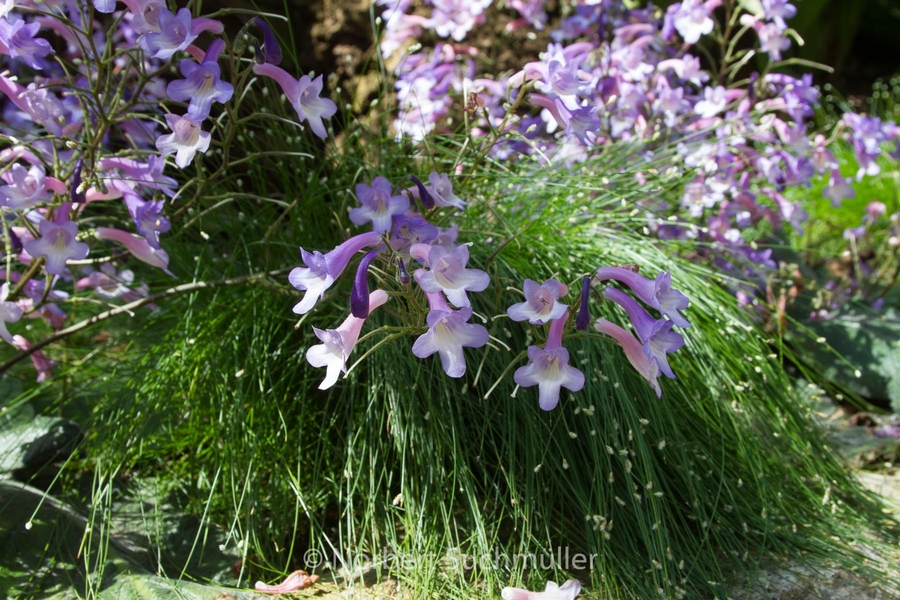 Botanischer Volkspark
Keywords: Botanischer Volkspark