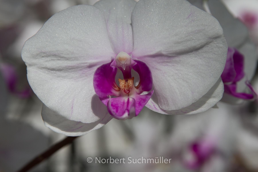 Botanischer Volkspark
Orchideen
Keywords: Botanischer Volkspark