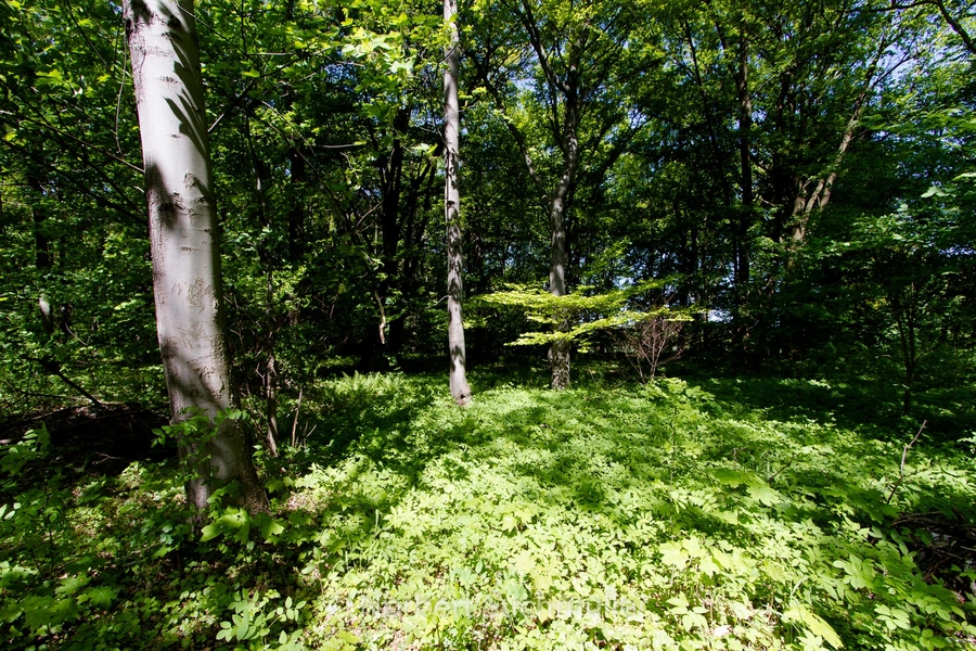 Botanischer Volkspark
Keywords: Botanischer Volkspark