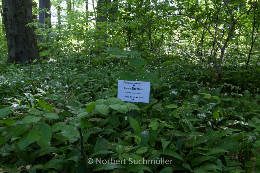 Botanischer Volkspark
Keywords: Botanischer Volkspark