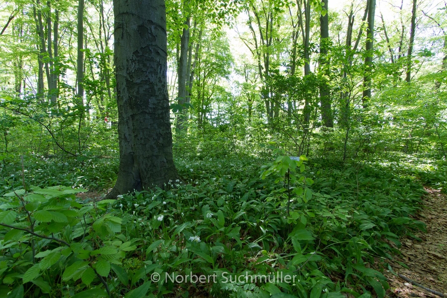 Botanischer Volkspark
Keywords: Botanischer Volkspark