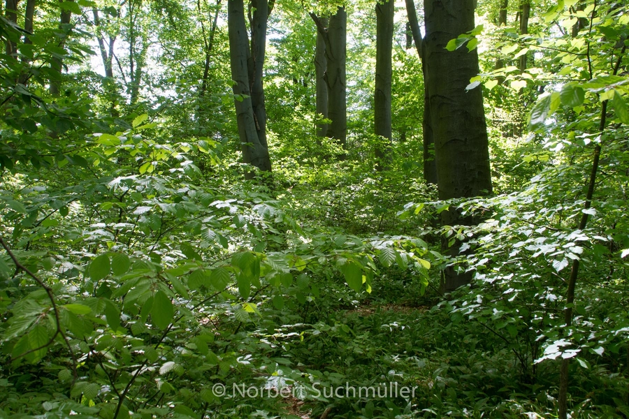 Botanischer Volkspark
Keywords: Botanischer Volkspark