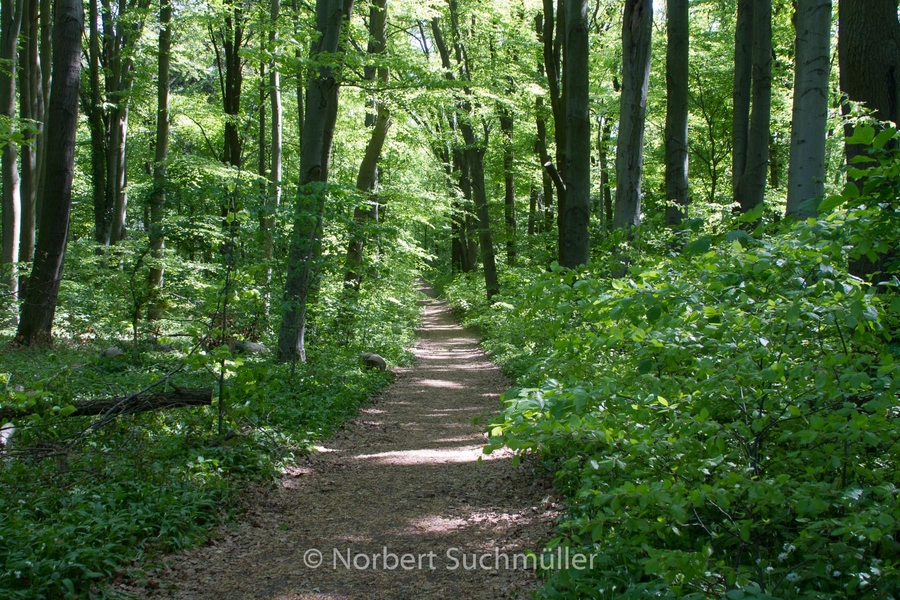 Botanischer Volkspark
Keywords: Botanischer Volkspark