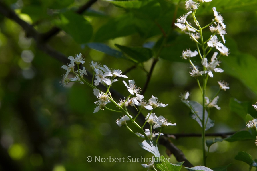 Botanischer Volkspark
Keywords: Botanischer Volkspark