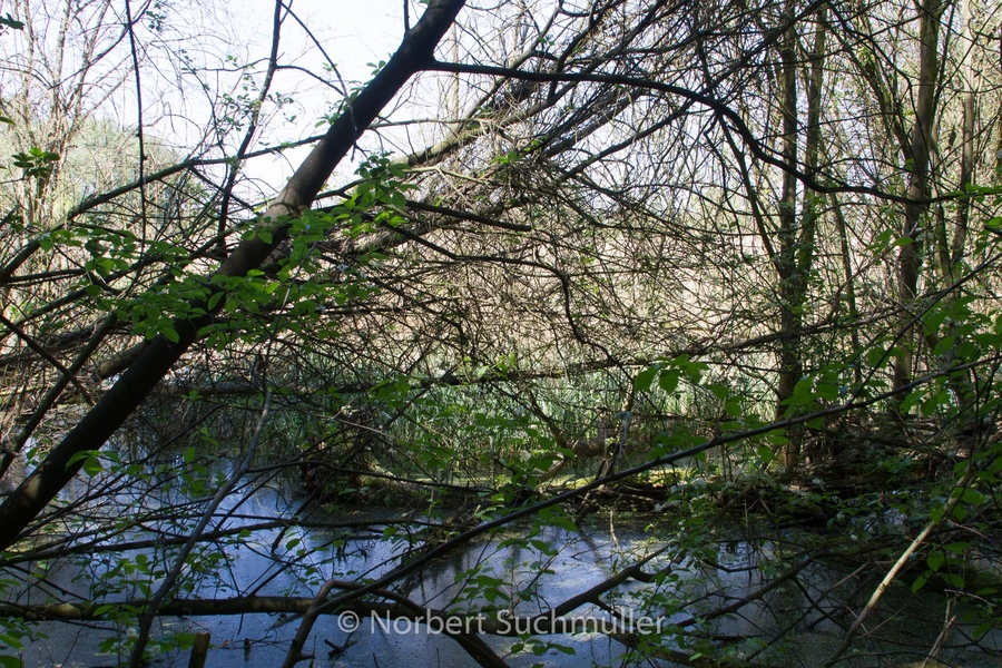 Botanischer Volkspark
Keywords: Botanischer Volkspark