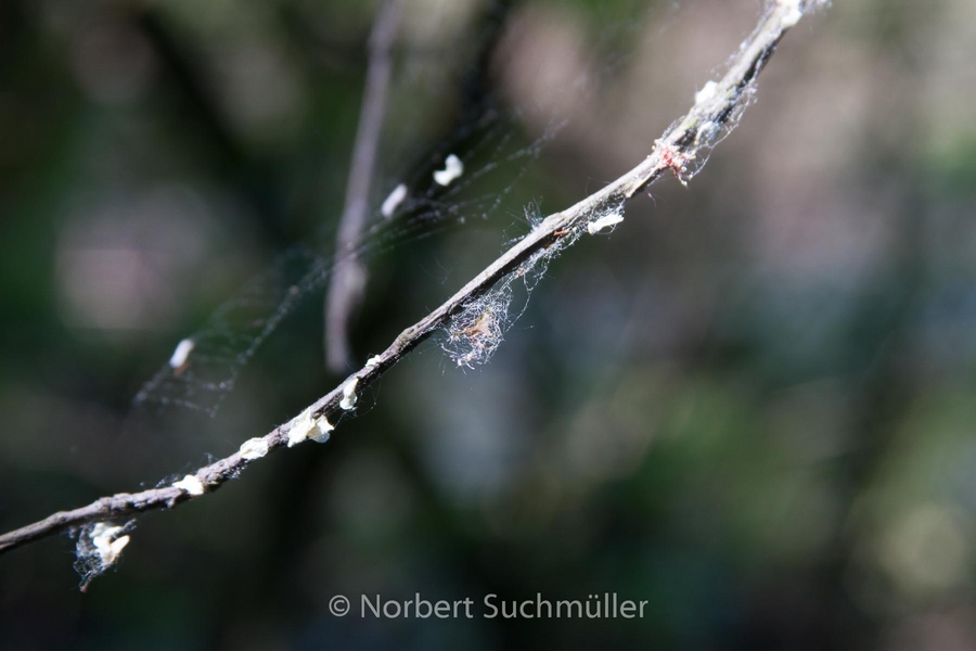 Botanischer Volkspark
Keywords: Botanischer Volkspark