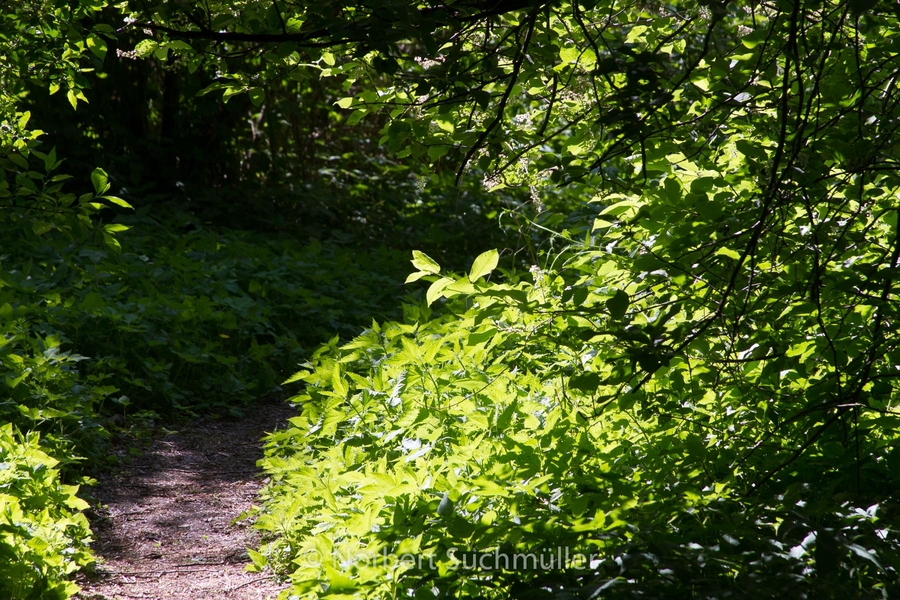 Botanischer Volkspark
Keywords: Botanischer Volkspark