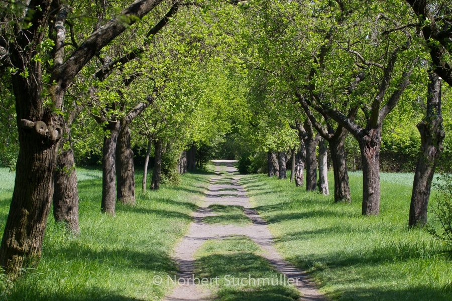 Botanischer Volkspark
Apfelallee
Keywords: Botanischer Volkspark