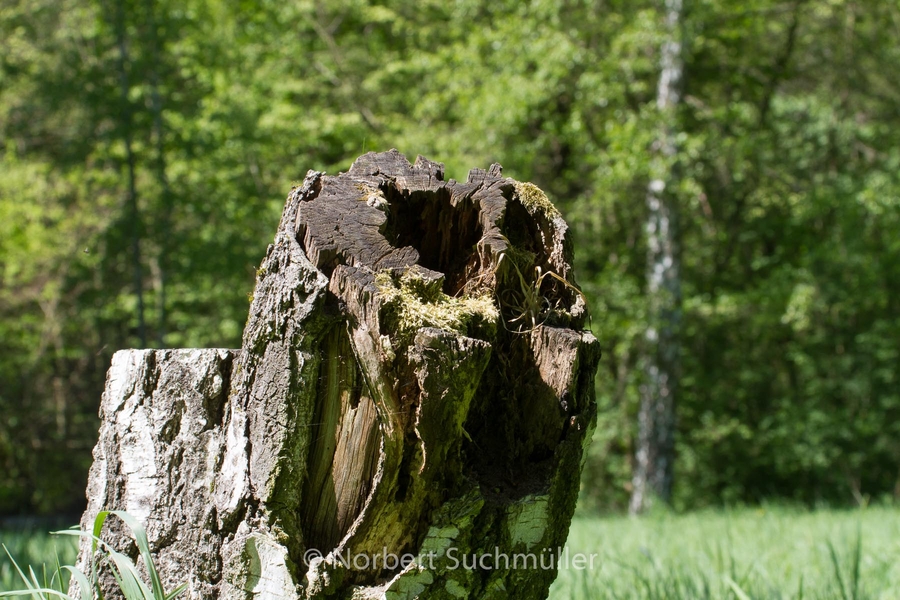 Botanischer Volkspark
Keywords: Botanischer Volkspark