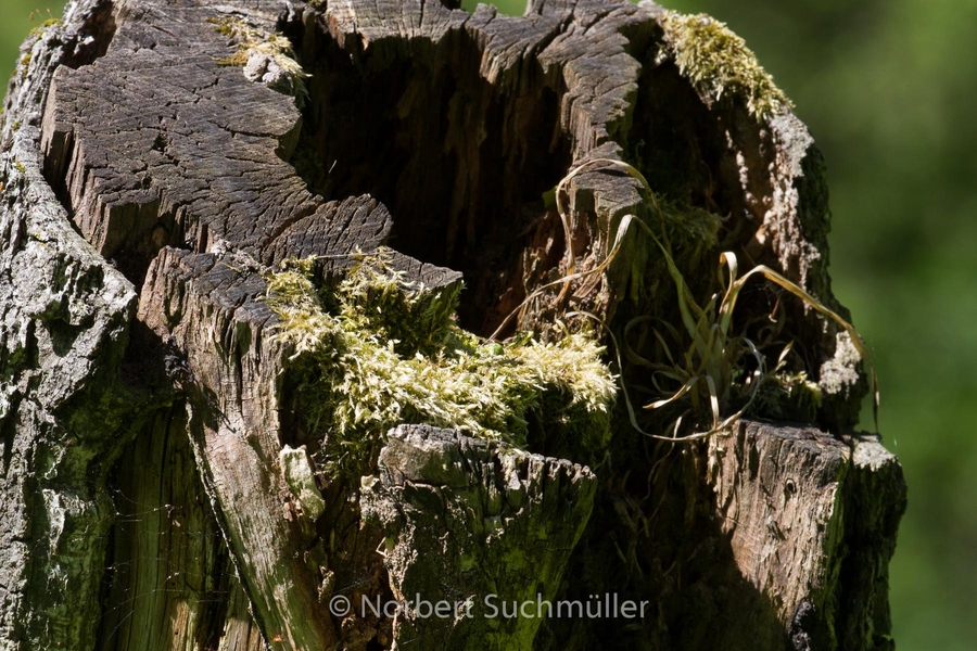 Botanischer Volkspark
Keywords: Botanischer Volkspark