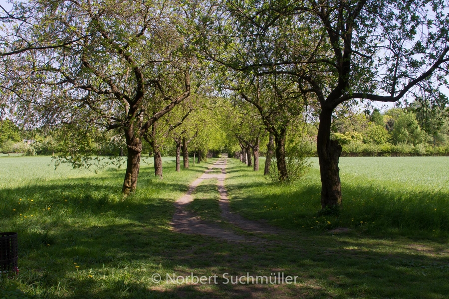 Botanischer Volkspark
Apfelallee
Keywords: Botanischer Volkspark