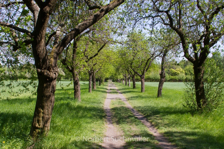 Botanischer Volkspark
Apfelallee
Keywords: Botanischer Volkspark