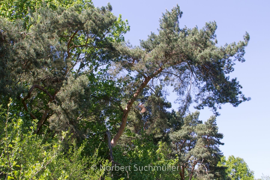 Botanischer Volkspark
Keywords: Botanischer Volkspark