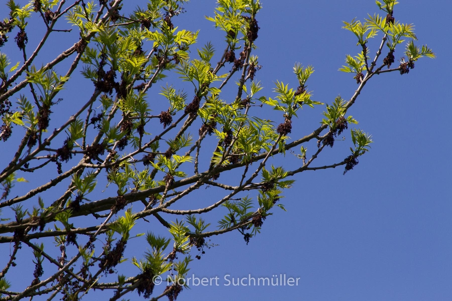 Botanischer Volkspark
Keywords: Botanischer Volkspark