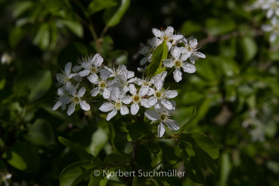 Botanischer Volkspark
Keywords: Botanischer Volkspark