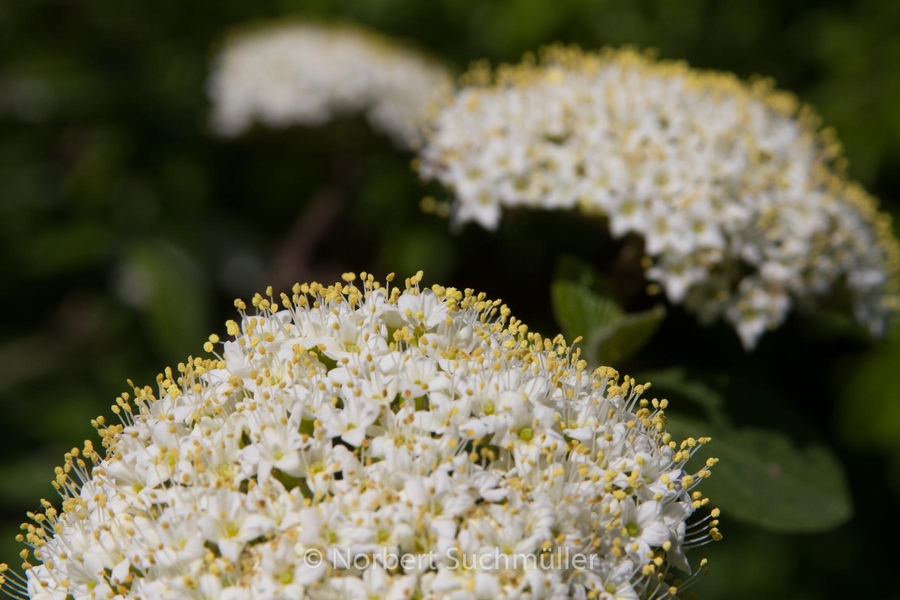 Botanischer Volkspark
Keywords: Botanischer Volkspark