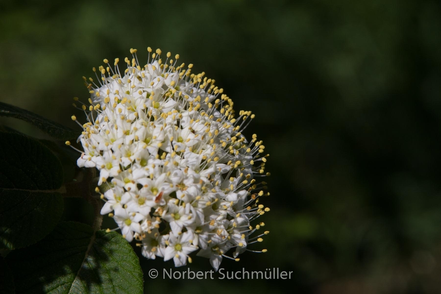 Botanischer Volkspark
Keywords: Botanischer Volkspark