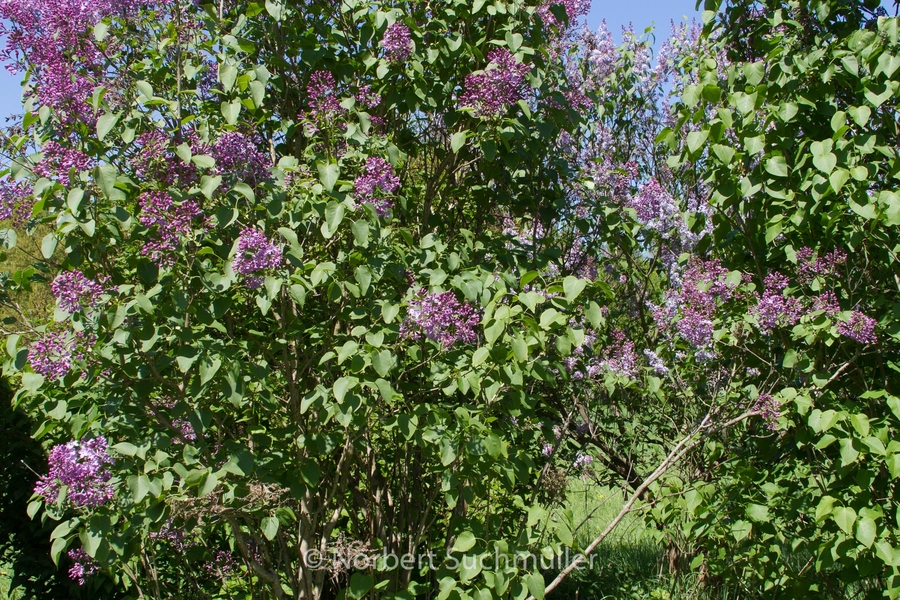 Botanischer Volkspark
Gemeiner Flieder
Keywords: Botanischer Volkspark