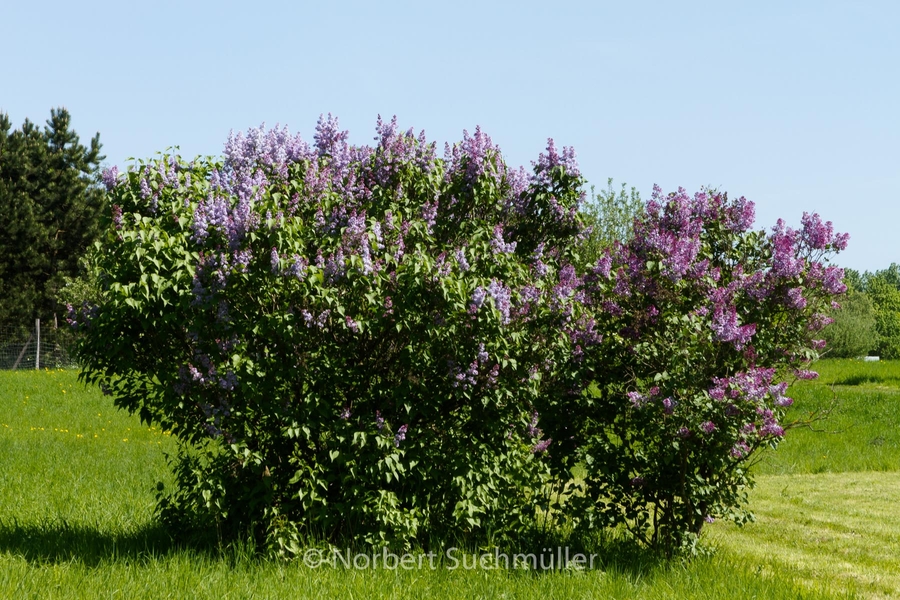 Botanischer Volkspark
Gemeiner Flieder
Keywords: Botanischer Volkspark