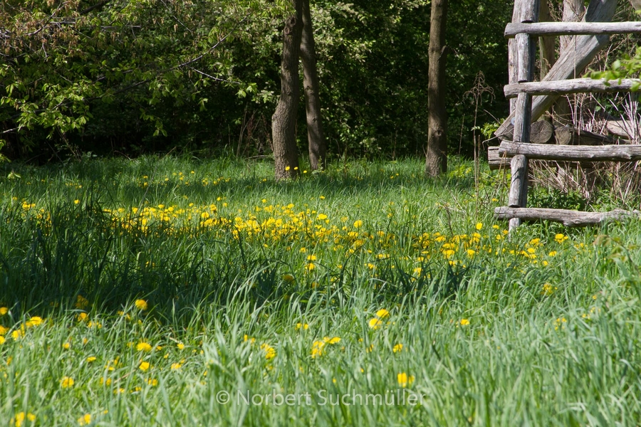 Botanischer Volkspark
Keywords: Botanischer Volkspark