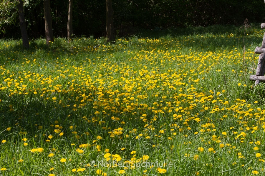 Botanischer Volkspark
Keywords: Botanischer Volkspark