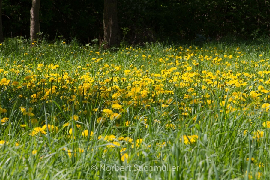 Botanischer Volkspark
Keywords: Botanischer Volkspark