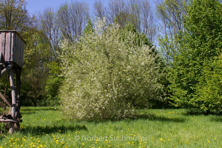 Botanischer Volkspark
Keywords: Botanischer Volkspark