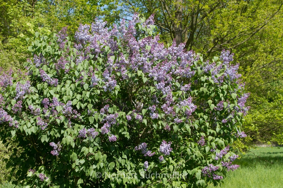 Botanischer Volkspark
Gemeiner Flieder
Keywords: Botanischer Volkspark