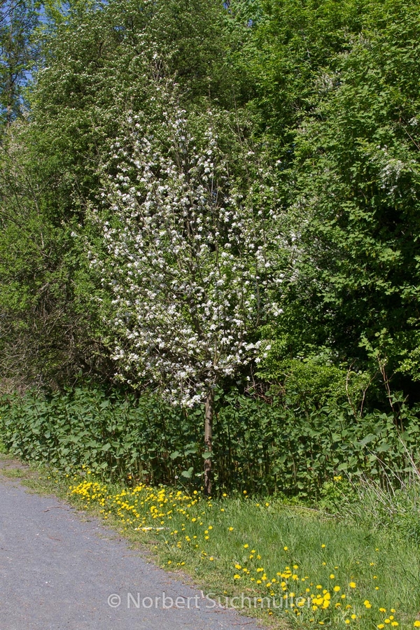 Botanischer Volkspark
Keywords: Botanischer Volkspark