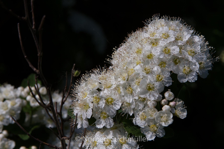 Botanischer Volkspark
Keywords: Botanischer Volkspark