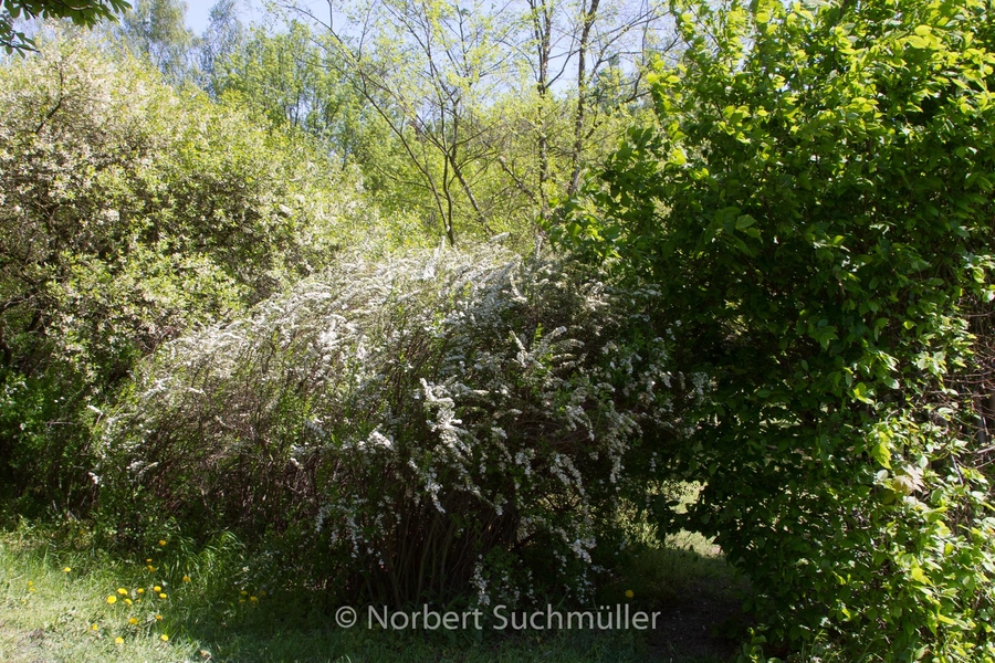 Botanischer Volkspark
Keywords: Botanischer Volkspark