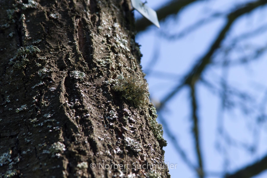 Botanischer Volkspark
Keywords: Botanischer Volkspark