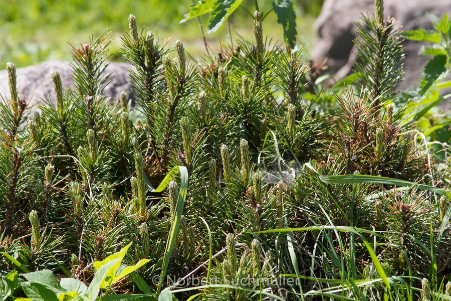 Botanischer Volkspark
Keywords: Botanischer Volkspark