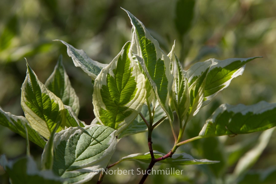 Botanischer Volkspark
Keywords: Botanischer Volkspark