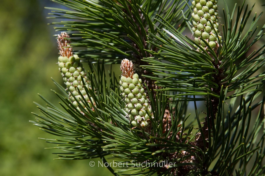 Botanischer Volkspark
Keywords: Botanischer Volkspark