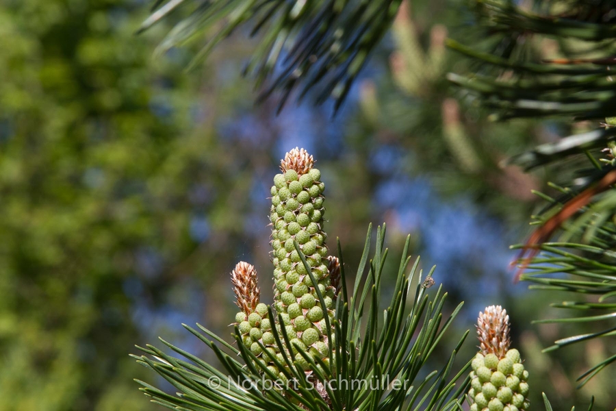 Botanischer Volkspark
Keywords: Botanischer Volkspark