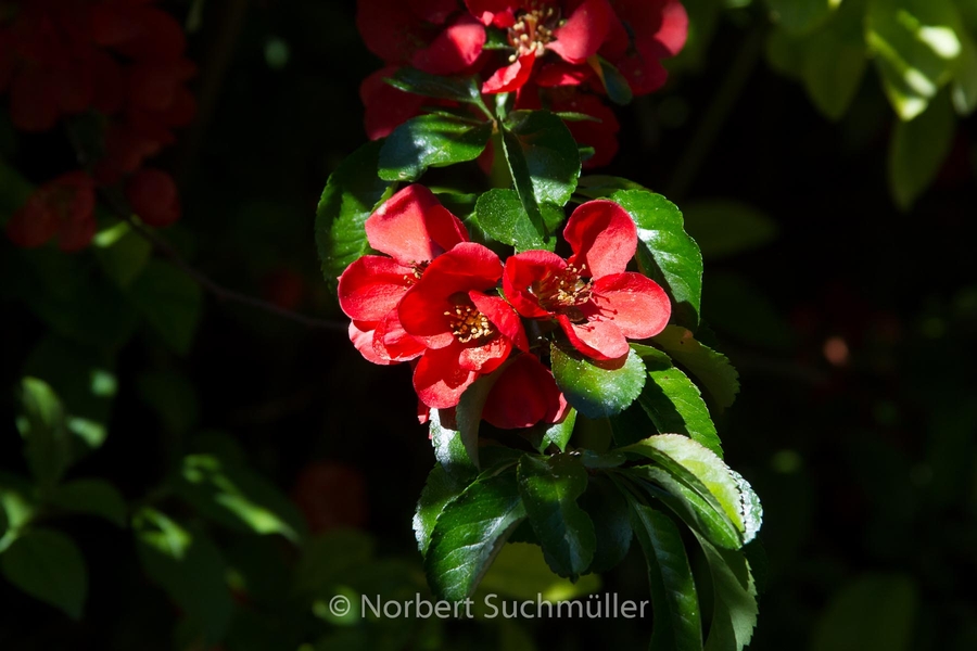 Botanischer Volkspark
Keywords: Botanischer Volkspark